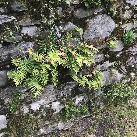 Le Logis Le Pic Du Midi Et Le Logis Le Col D'aspin לורדה