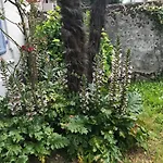 Apartamento Le Logis Le Pic Du Midi Et Le Logis Le Col D'aspin Lourdes